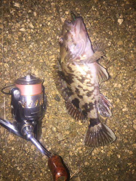 久しぶりのプラグメバル